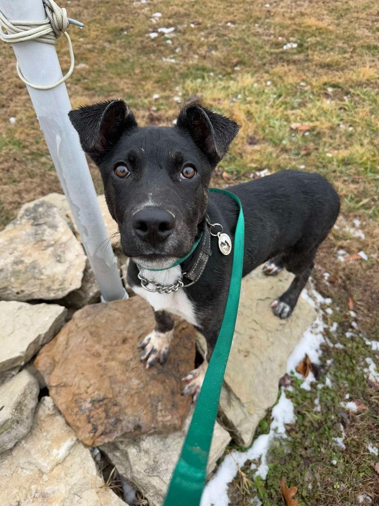 Loki aka LIL Jonathan, a Adoptable mixed breed in Warrenton, MO image 4/6