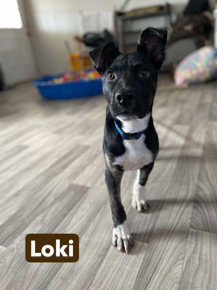 Enlarge Loki aka LIL Jonathan, a Adoptable mixed breed in Warrenton, MO image 5/6