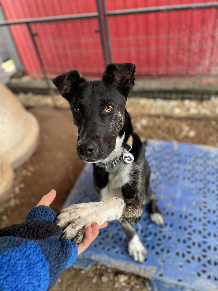Loki aka LIL Jonathan, a Adoptable mixed breed in Warrenton, MO image 5/6