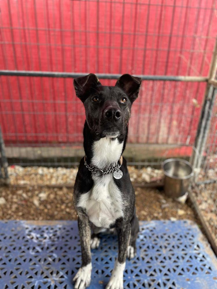 Loki aka LIL Jonathan, a Adoptable mixed breed in Warrenton, MO image 6/6