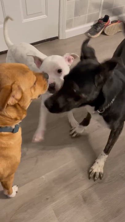 Enlarge Loki aka LIL Jonathan, a Adoptable mixed breed in Warrenton, MO video 5/6