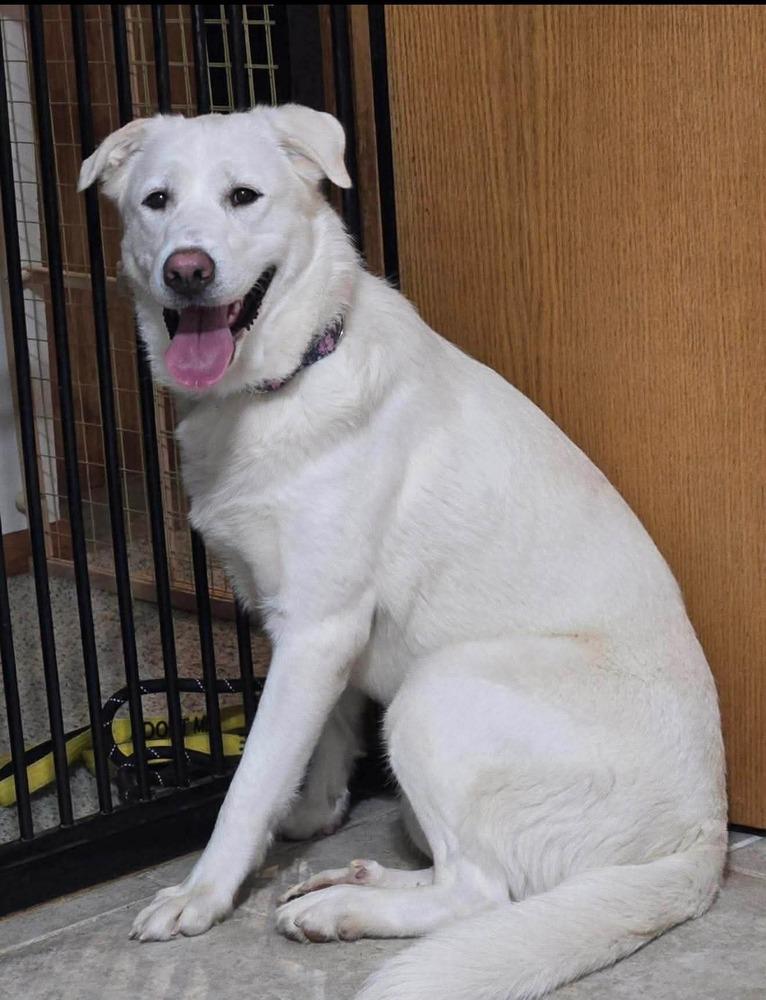 Enlarge Edith, a Adoptable mixed breed in Wausau, WI image 1/2