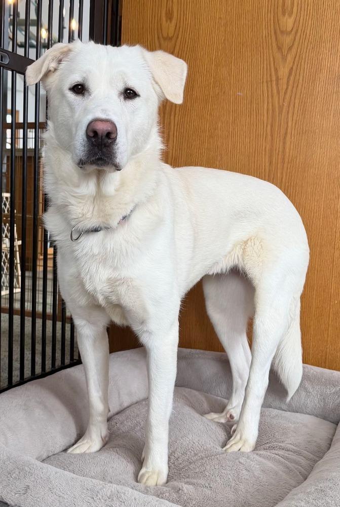 Enlarge Edith, a Adoptable mixed breed in Wausau, WI image 2/2