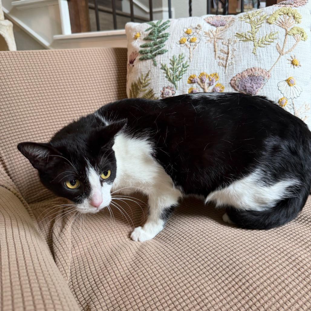 Oreo, Adoptable, Adult Female Domestic Short Hair.