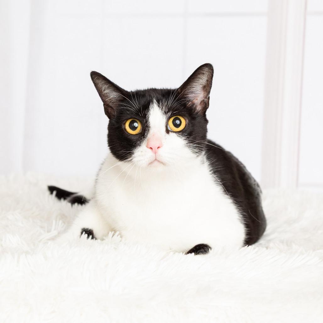 Oreo, a Adoptable Domestic Short Hair in Flower Mound, TX image 2/6