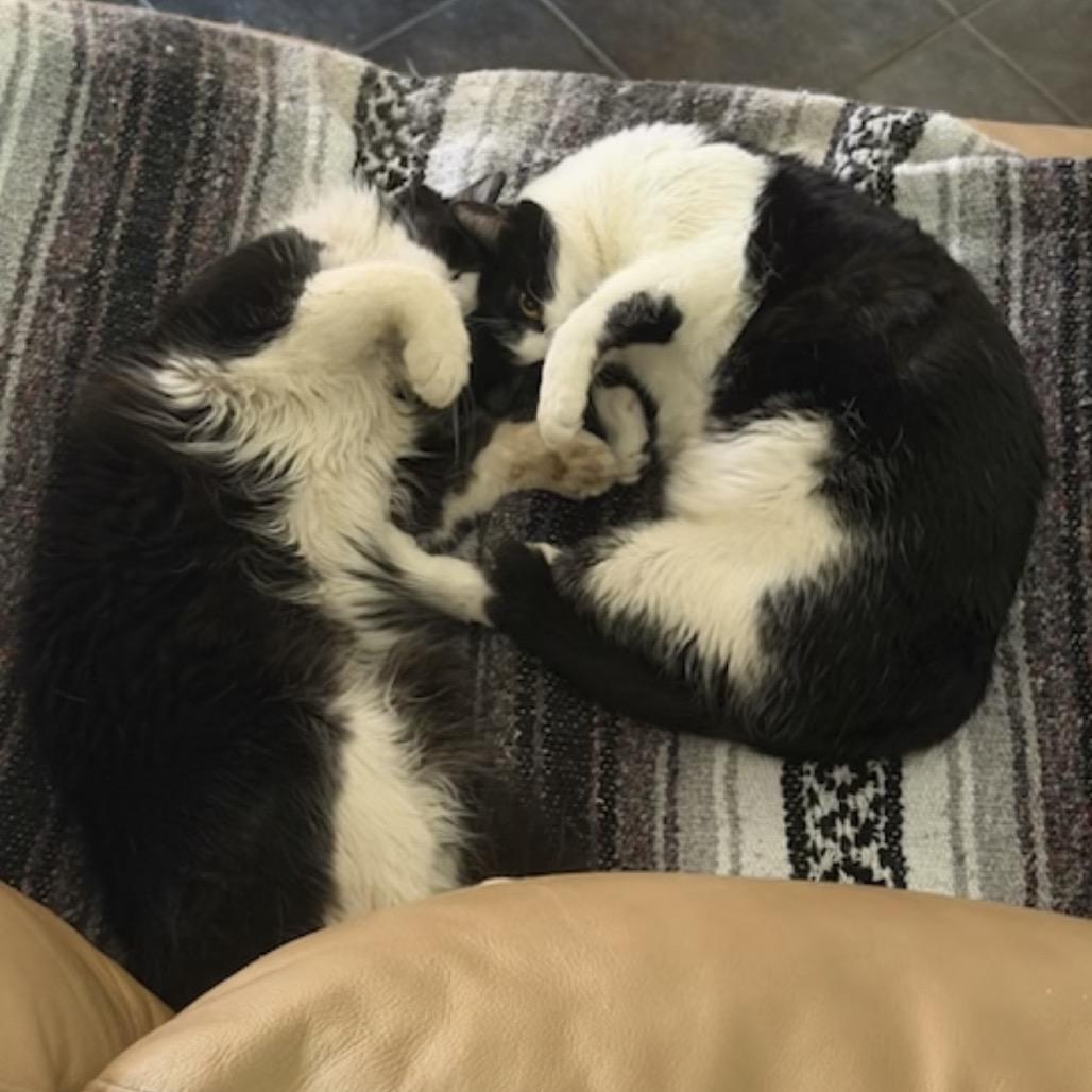 Oreo, a Adoptable Domestic Short Hair in Flower Mound, TX image 2/6