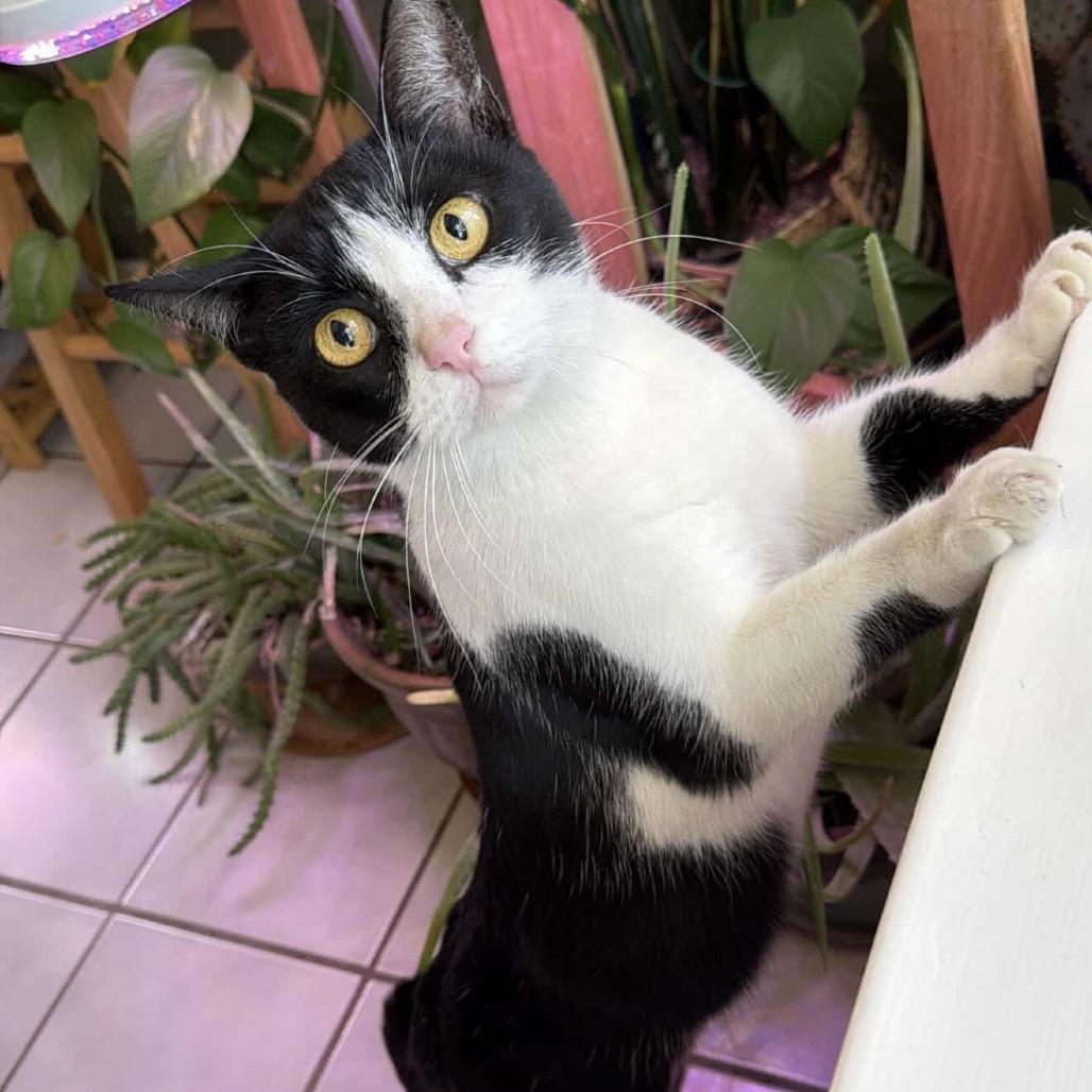 Oreo, a Adoptable Domestic Short Hair in Flower Mound, TX image 3/6