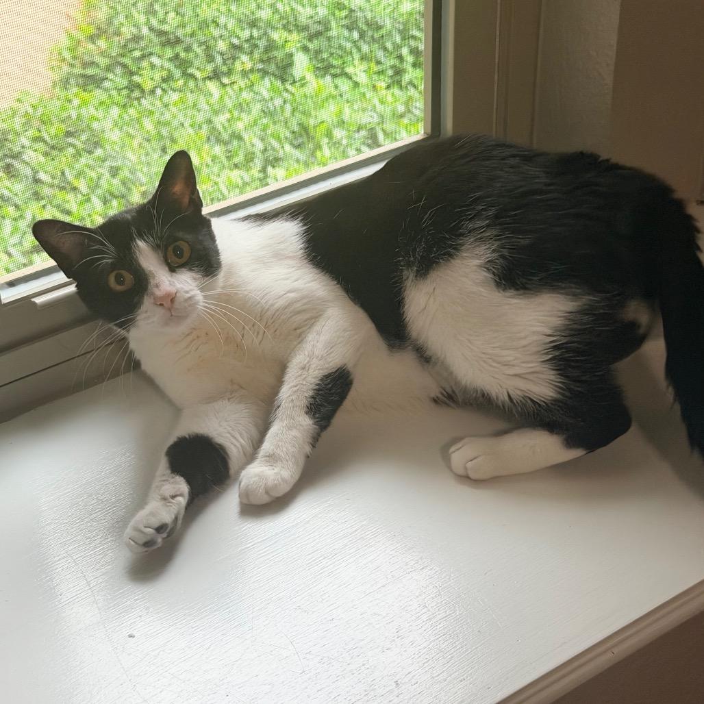 Oreo, a Adoptable Domestic Short Hair in Flower Mound, TX image 4/6