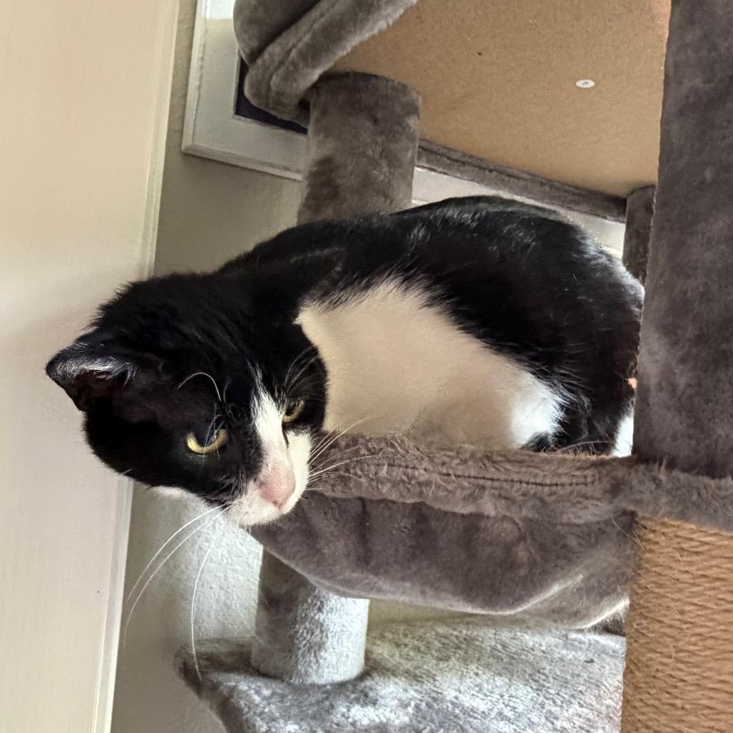 Oreo, a Adoptable Domestic Short Hair in Flower Mound, TX image 5/6
