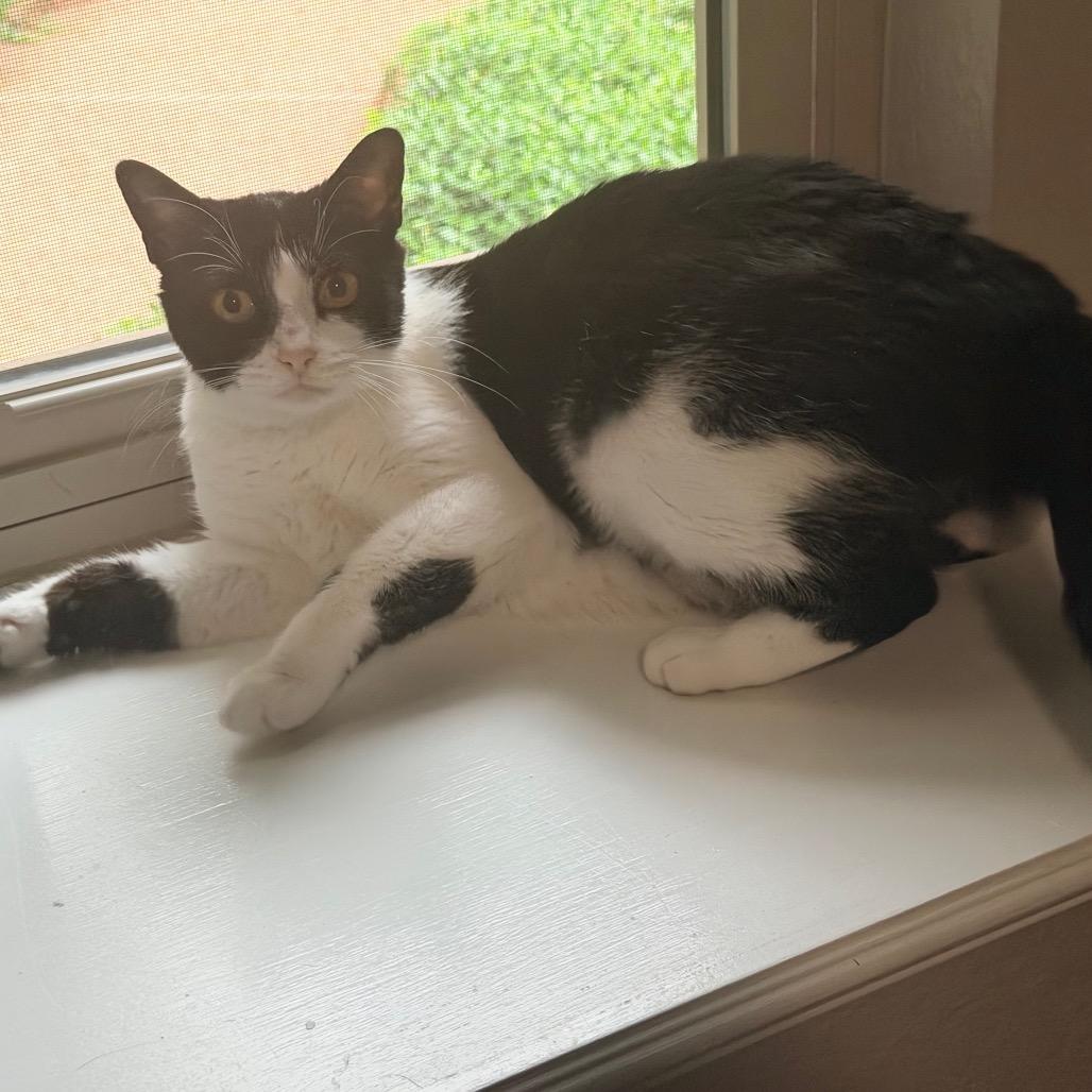 Oreo, a Adoptable Domestic Short Hair in Flower Mound, TX image 6/6