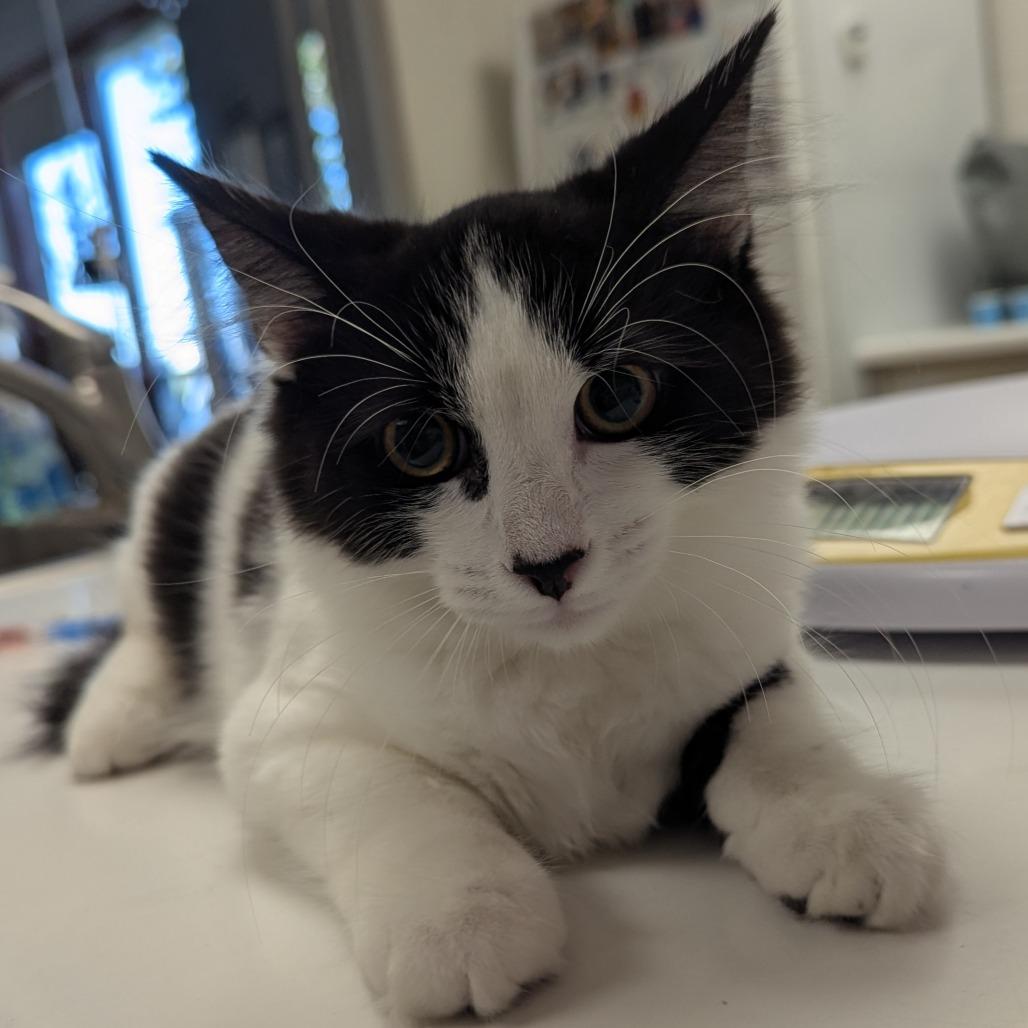Enlarge Skipper, a Adoptable Domestic Medium Hair in Evansville, IN image 1/2