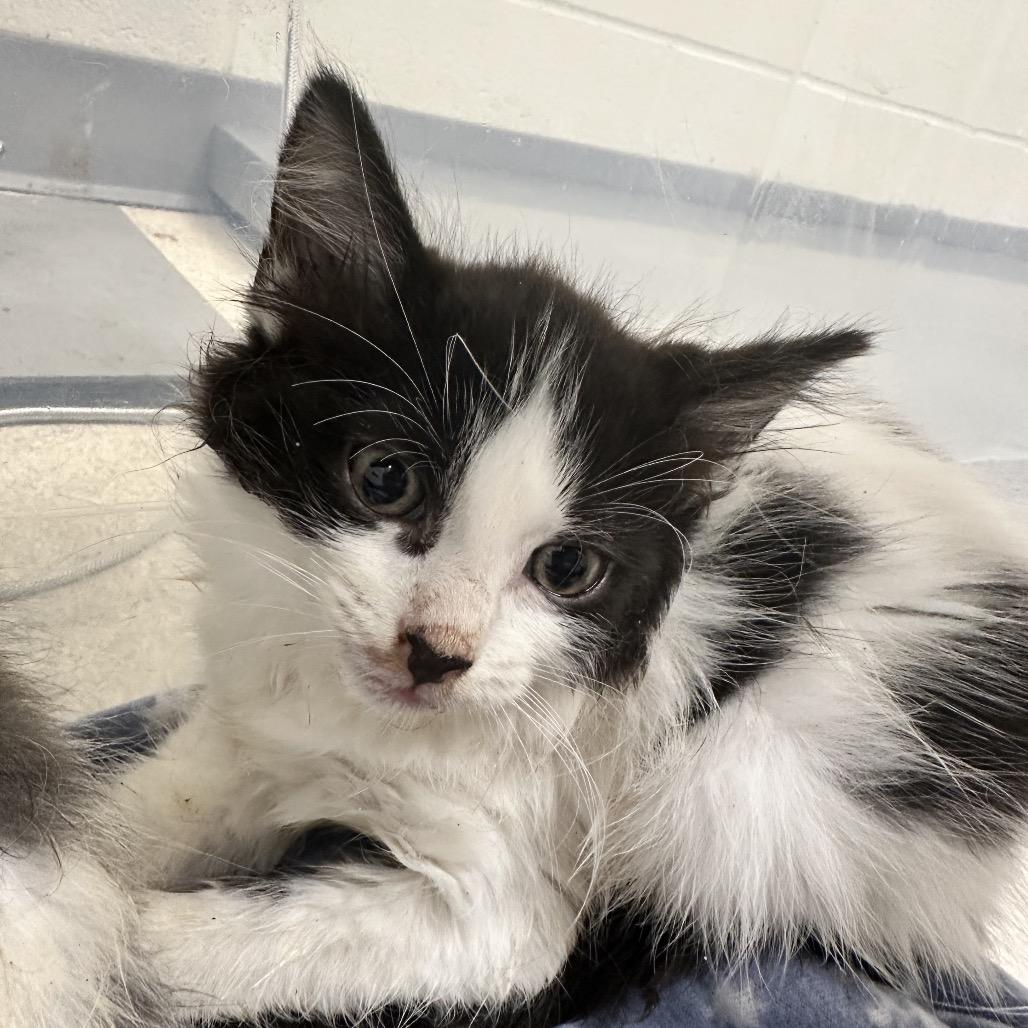 Enlarge Skipper, a Adoptable Domestic Medium Hair in Evansville, IN image 2/2