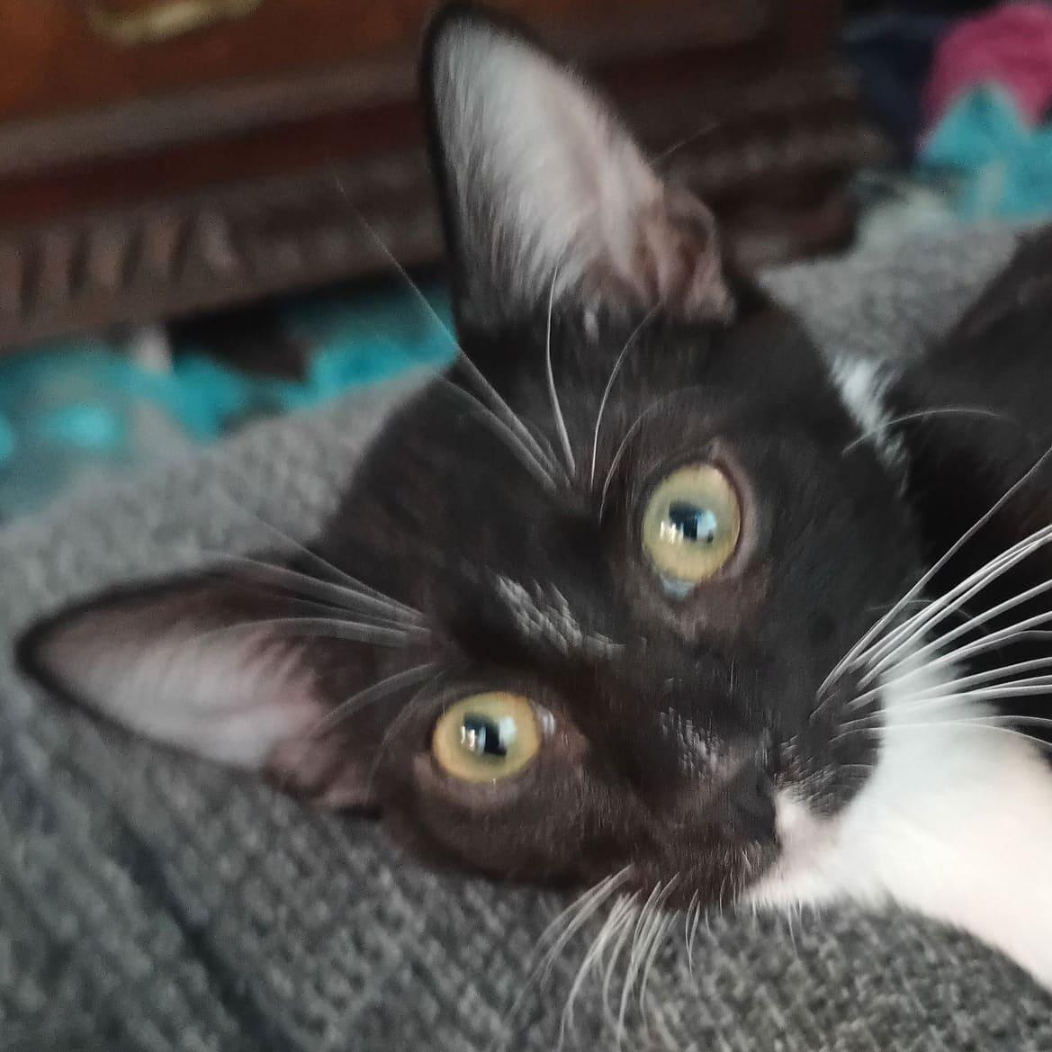 Charles-Haden Savage, Adoptable, Young Male Domestic Short Hair.