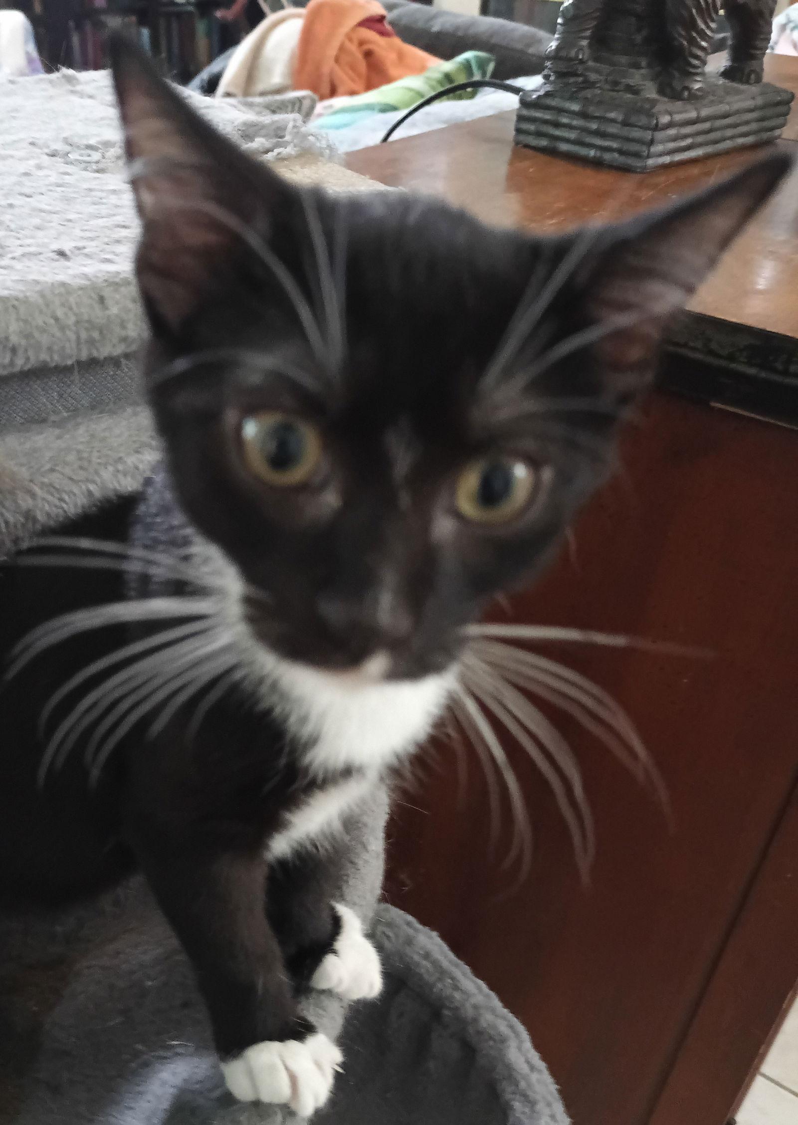 Charles-Haden Savage, a Adoptable Domestic Short Hair in Tampa, FL image 2/3