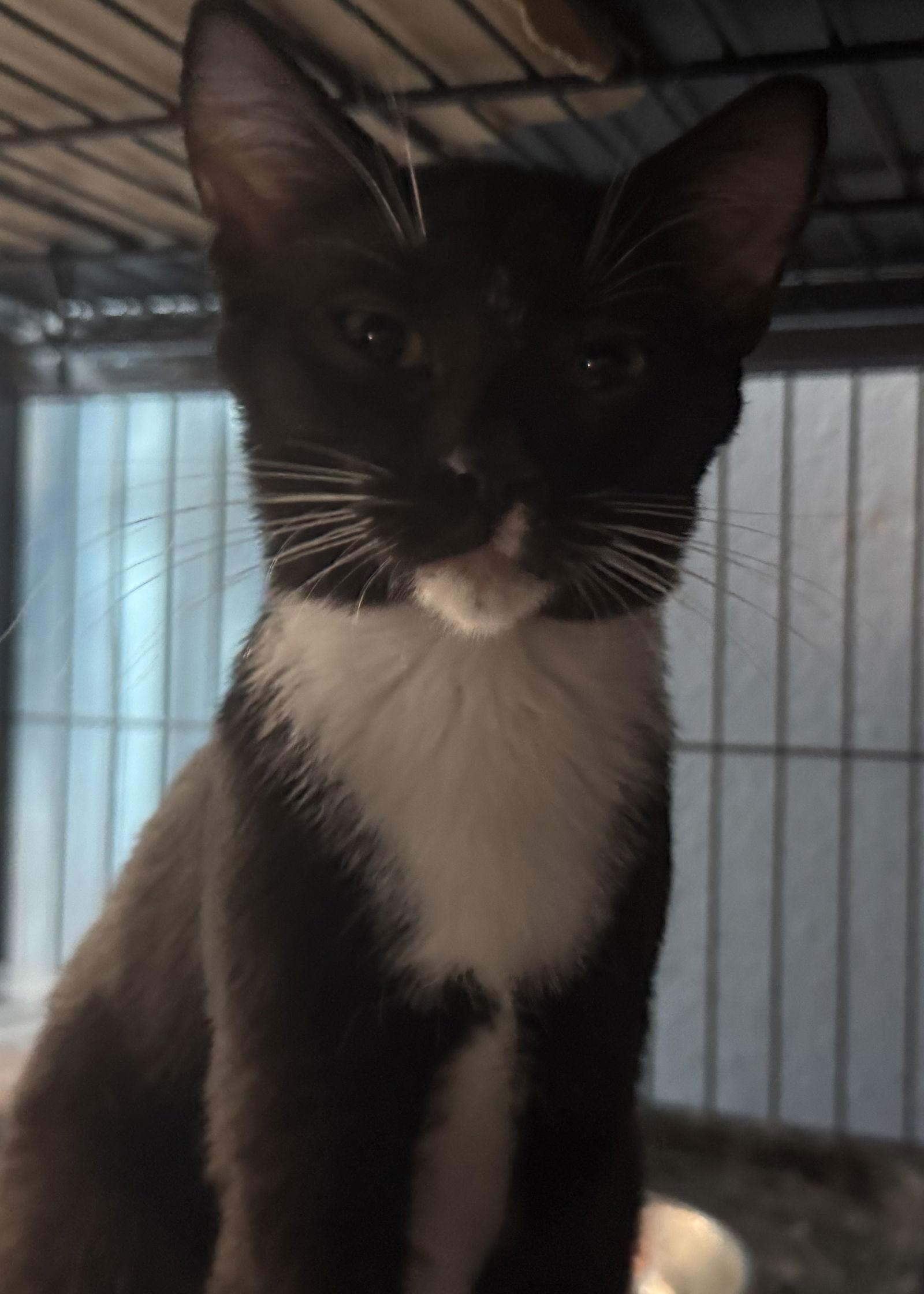 Charles-Haden Savage, a Adoptable Domestic Short Hair in Tampa, FL image 3/3