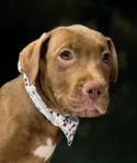 Carmella, an adopted American Staffordshire Terrier in Casa Grande, AZ_image-1