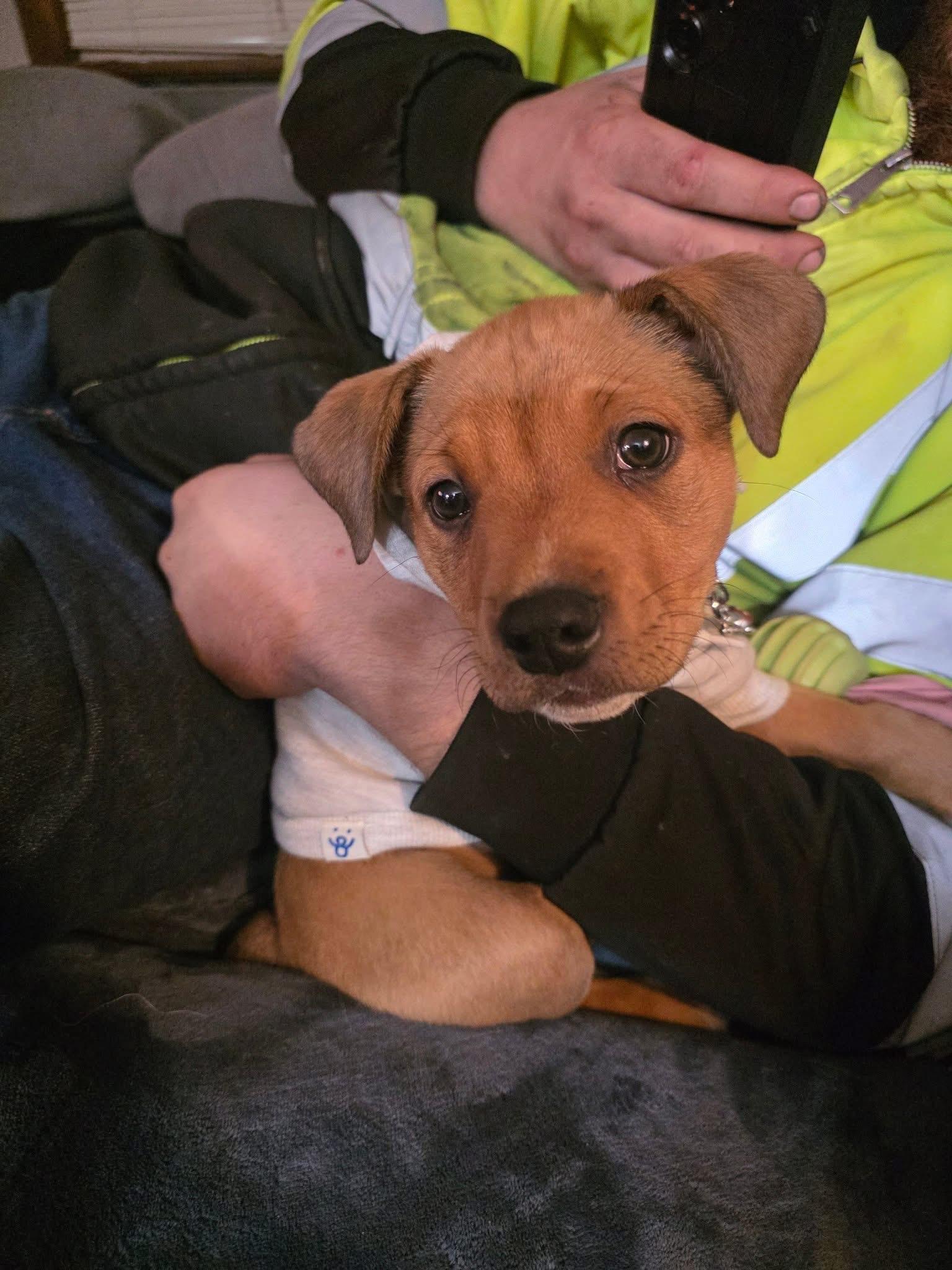 Snickers the Mixed Breed!