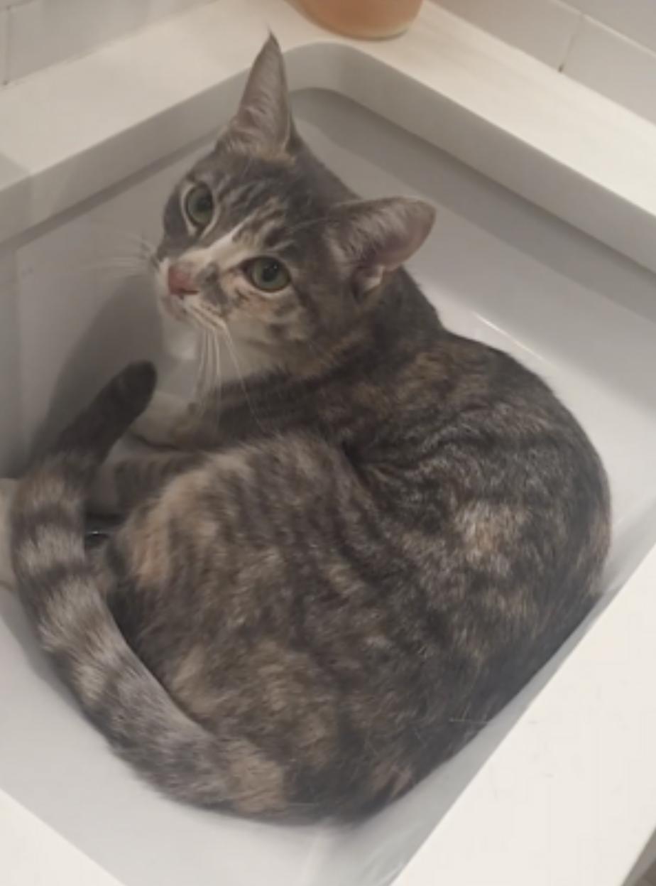 Chicken and Porkchop