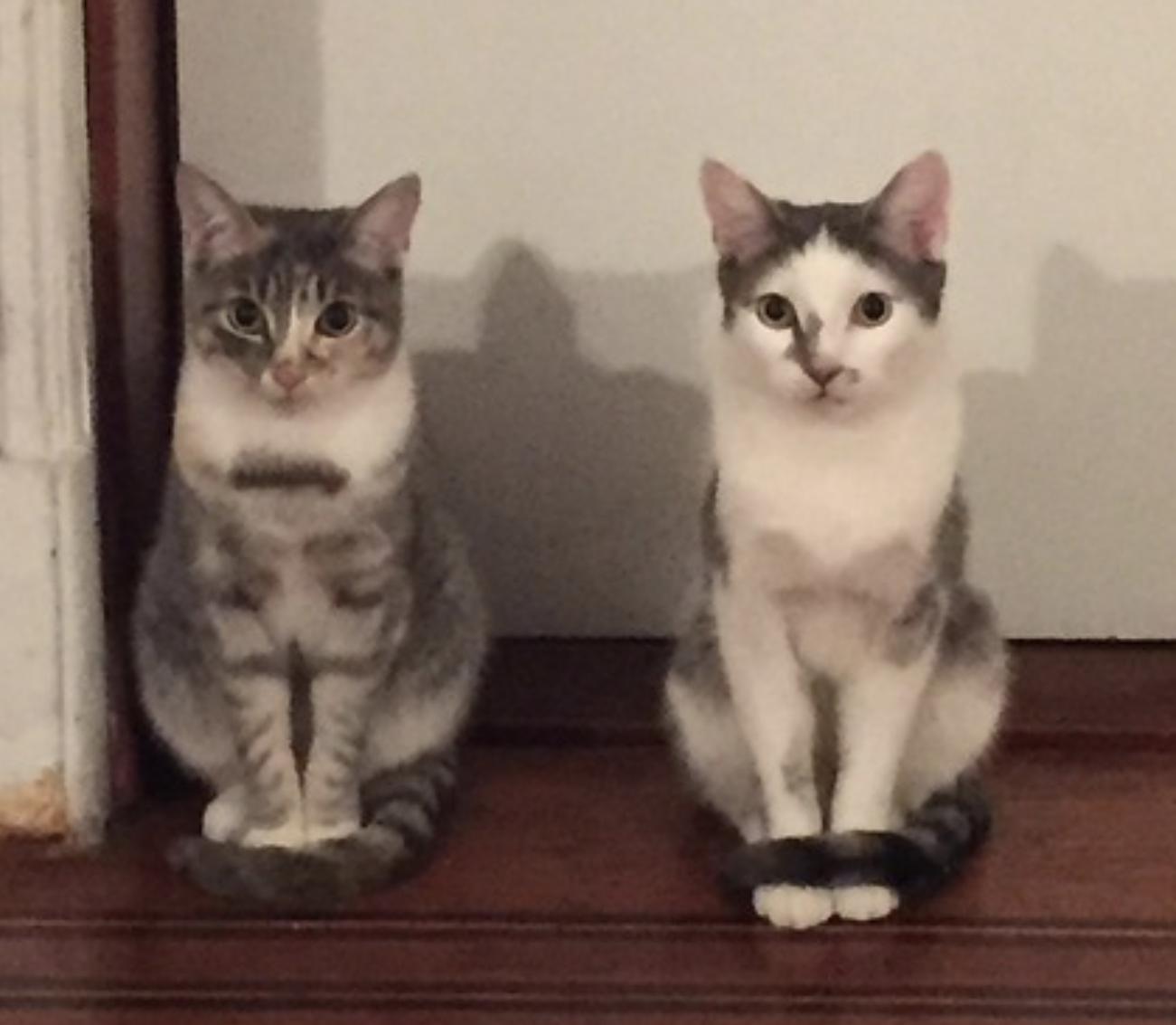 Chicken and Porkchop