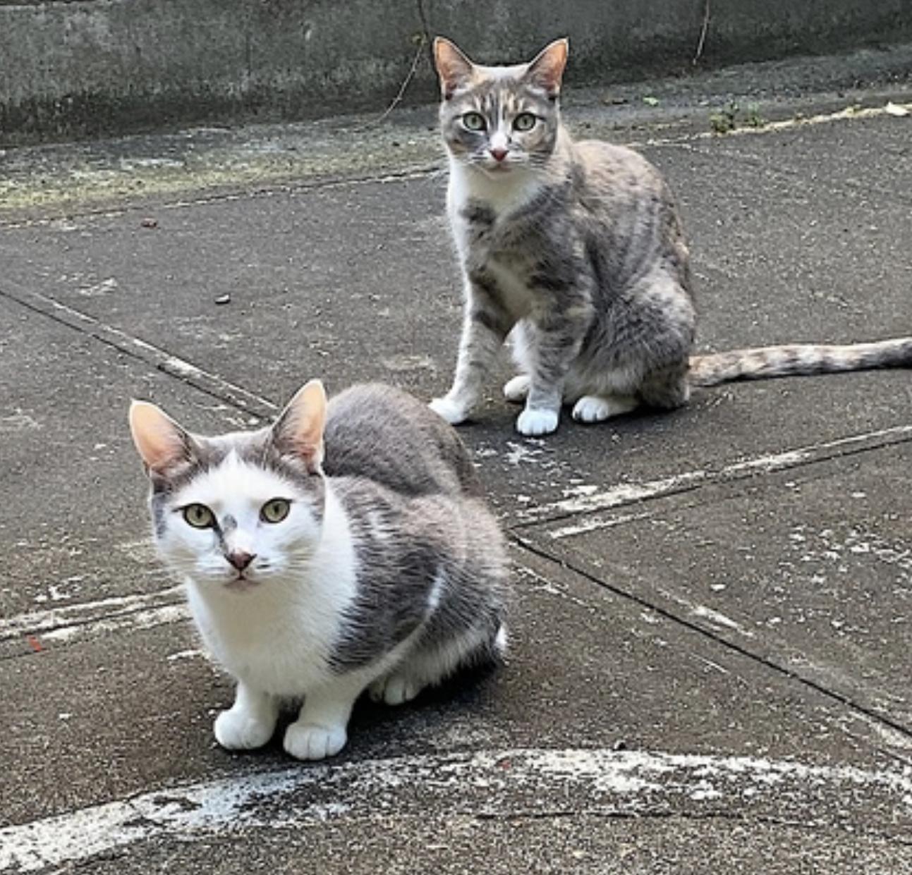 Chicken and Porkchop