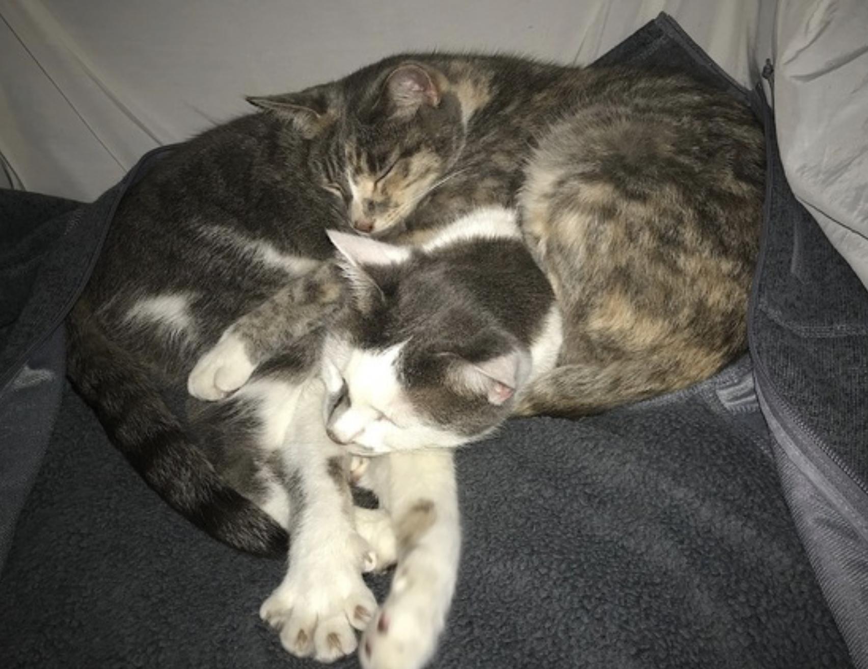 Chicken and Porkchop