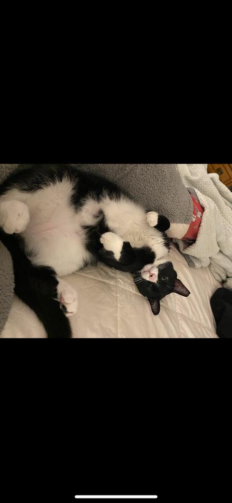 Enlarge Samurai Jack, a Adoptable Domestic Short Hair in Kannapolis, NC image 1/6