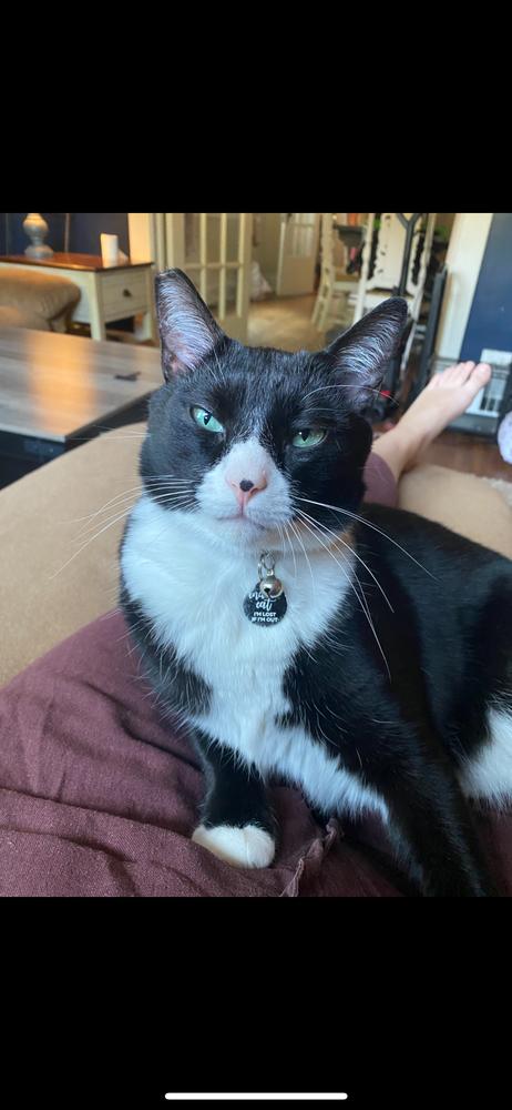 Enlarge Samurai Jack, a Adoptable Domestic Short Hair in Kannapolis, NC image 3/6