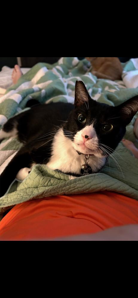 Enlarge Samurai Jack, a Adoptable Domestic Short Hair in Kannapolis, NC image 6/6