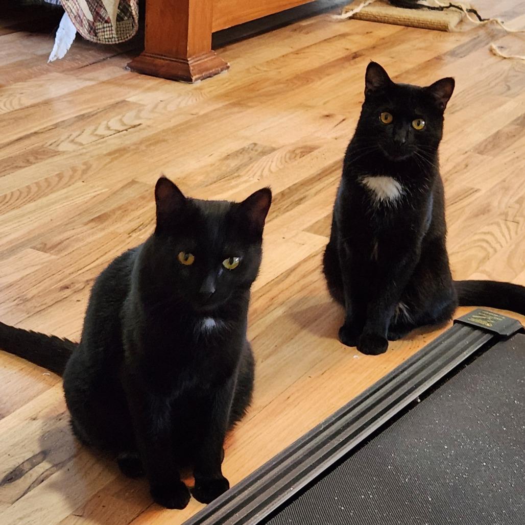 Francesca, a Adoptable Domestic Short Hair in Traverse City, MI image 1/3