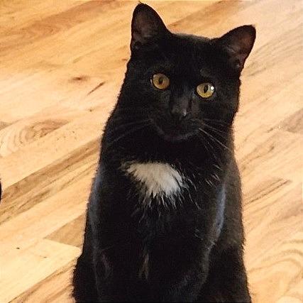 Francesca, a Adoptable Domestic Short Hair in Traverse City, MI image 2/3