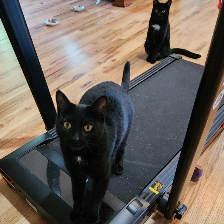 Francesca, a Adoptable Domestic Short Hair in Traverse City, MI image 3/3