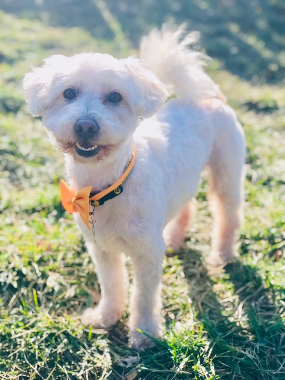 Enlarge Randolph, an adopted Havanese in POTOMAC, MD image 1/6