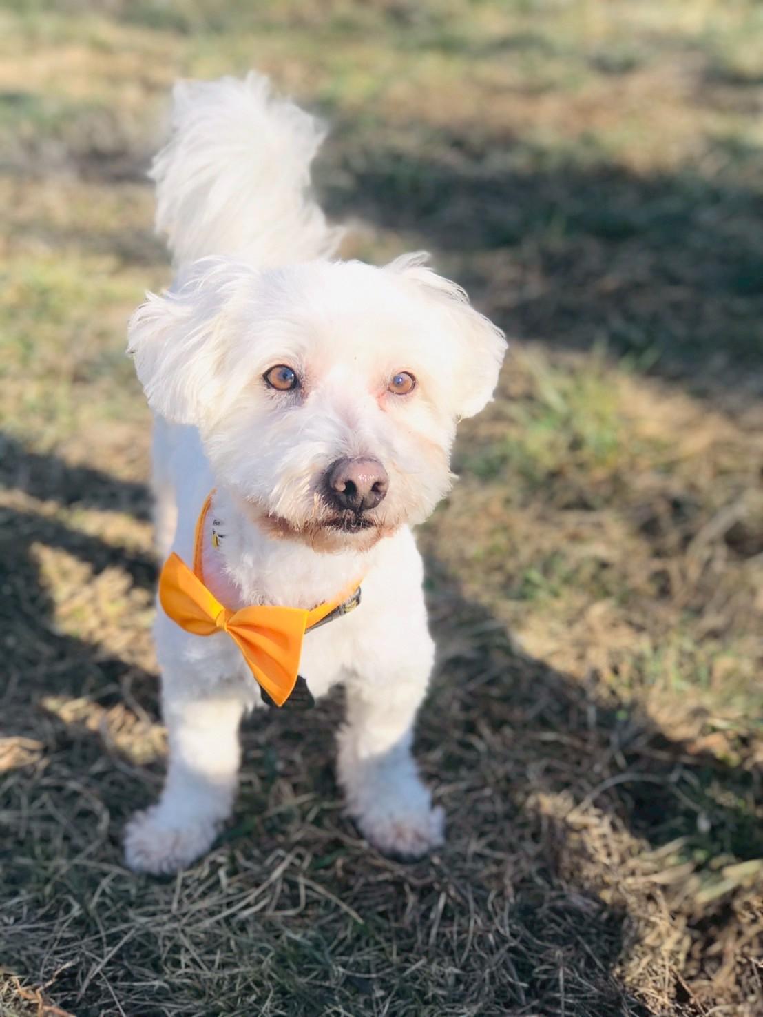 Enlarge Randolph, an adopted Havanese in POTOMAC, MD image 2/6