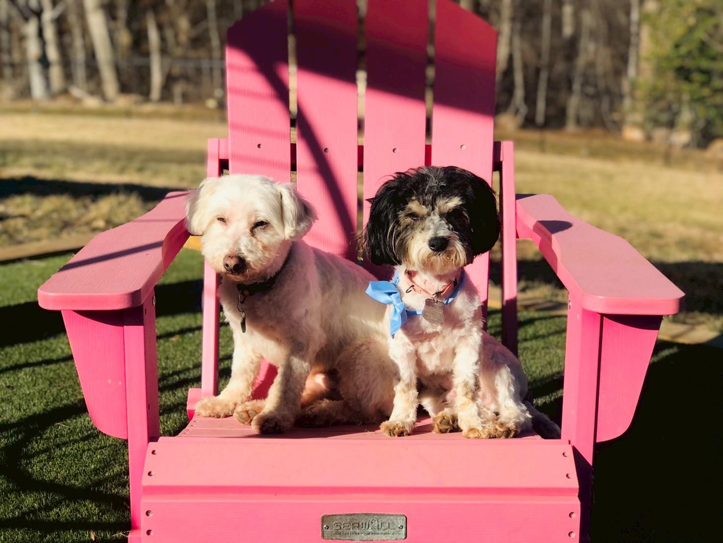 Enlarge Randolph, an adopted Havanese in POTOMAC, MD image 6/6