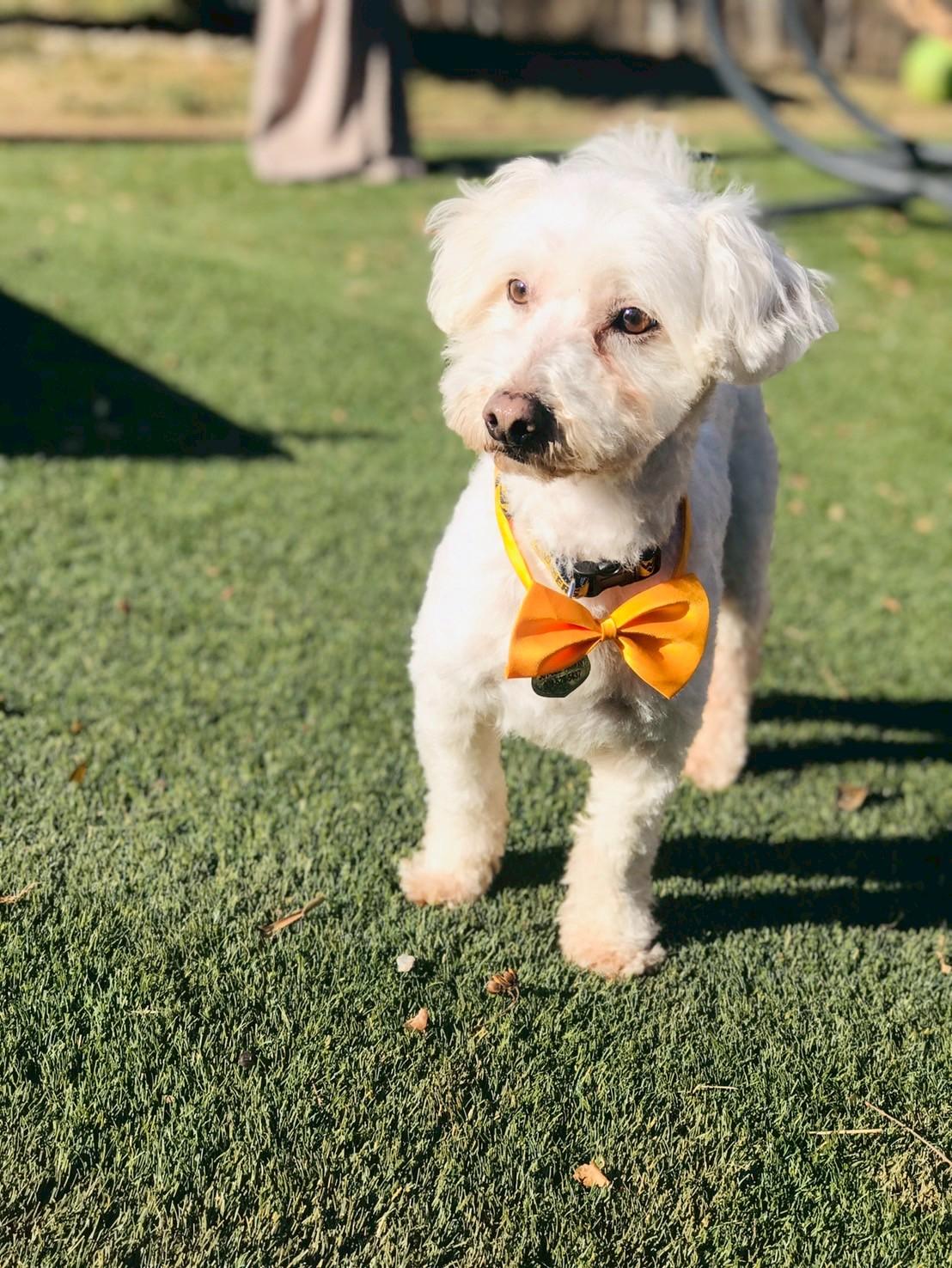 Enlarge Randolph, an adopted Havanese in POTOMAC, MD image 3/6