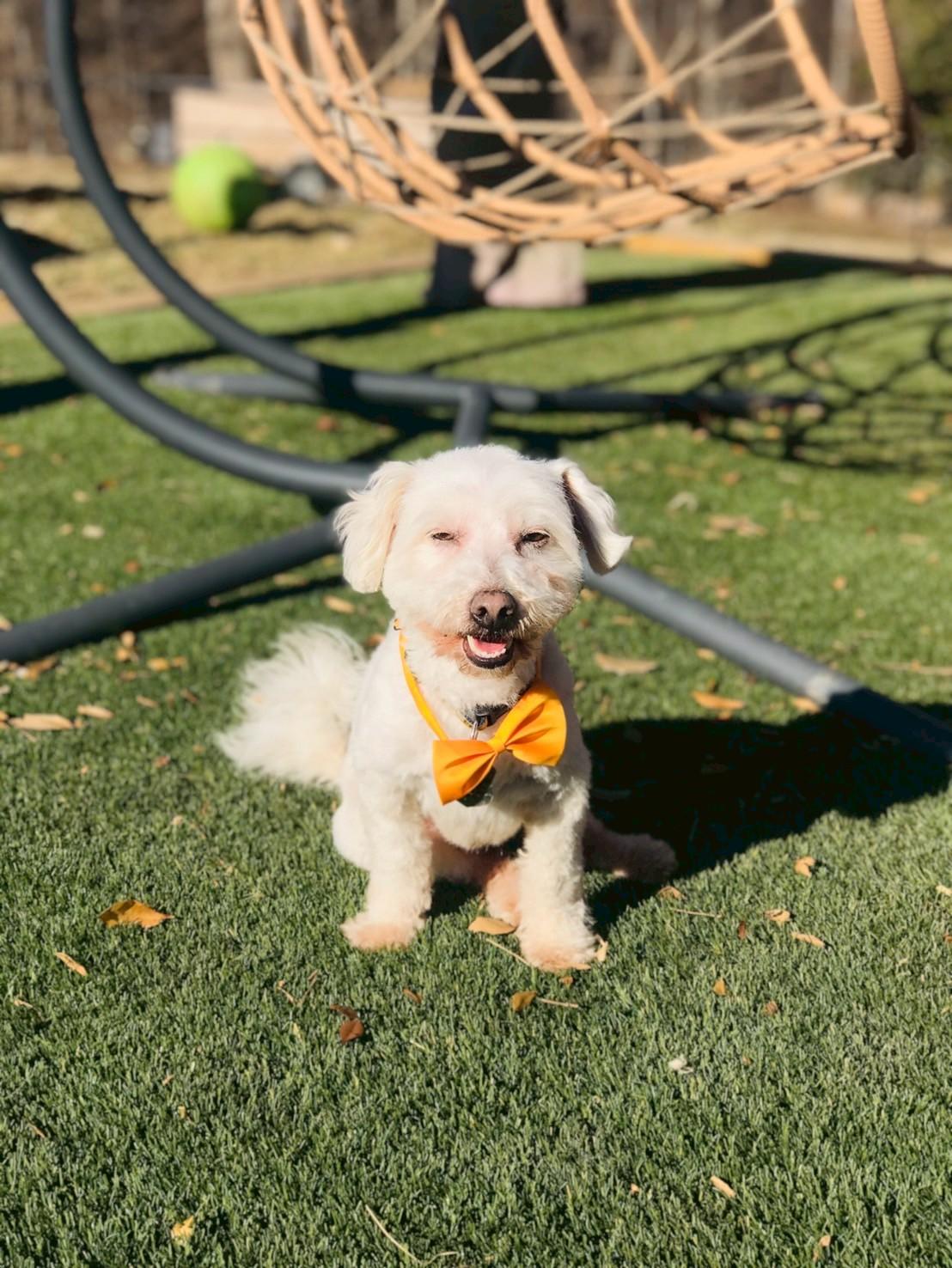 Enlarge Randolph, an adopted Havanese in POTOMAC, MD image 4/6