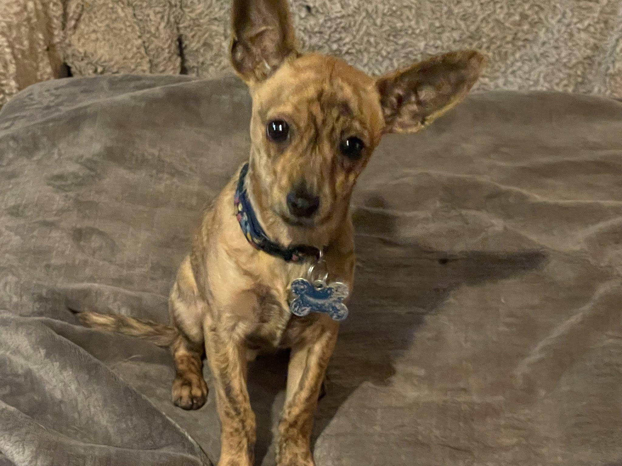roo, Adopted, Young Male Chihuahua.