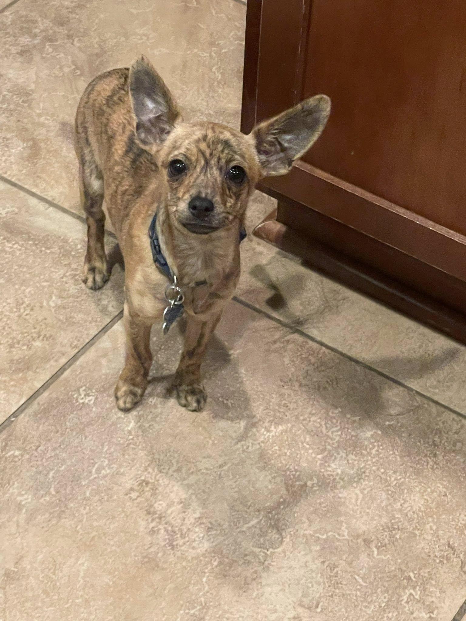 Enlarge roo, a Adopted Chihuahua in West Richland, WA image 2/6