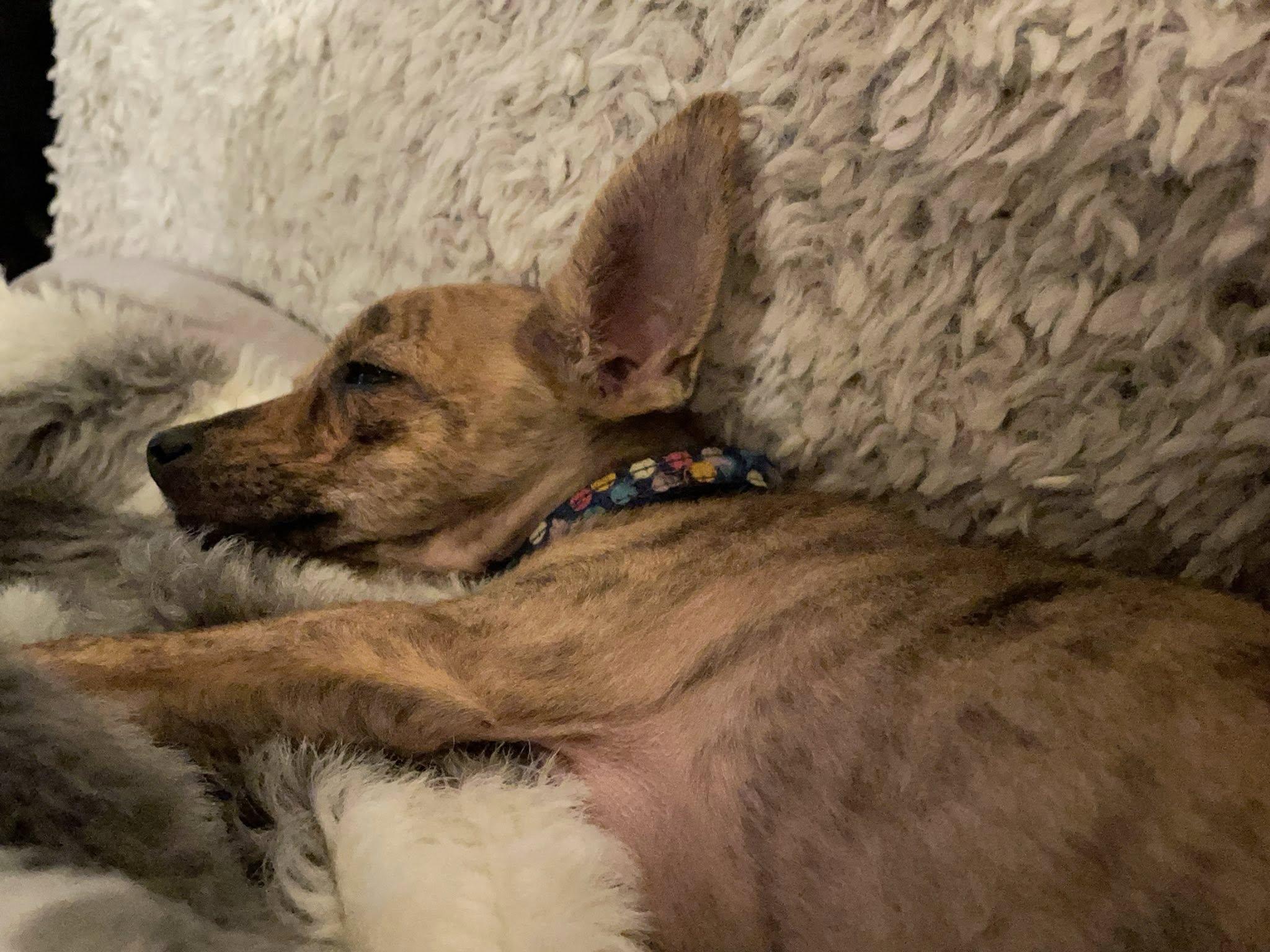 Enlarge roo, a Adopted Chihuahua in West Richland, WA image 3/6