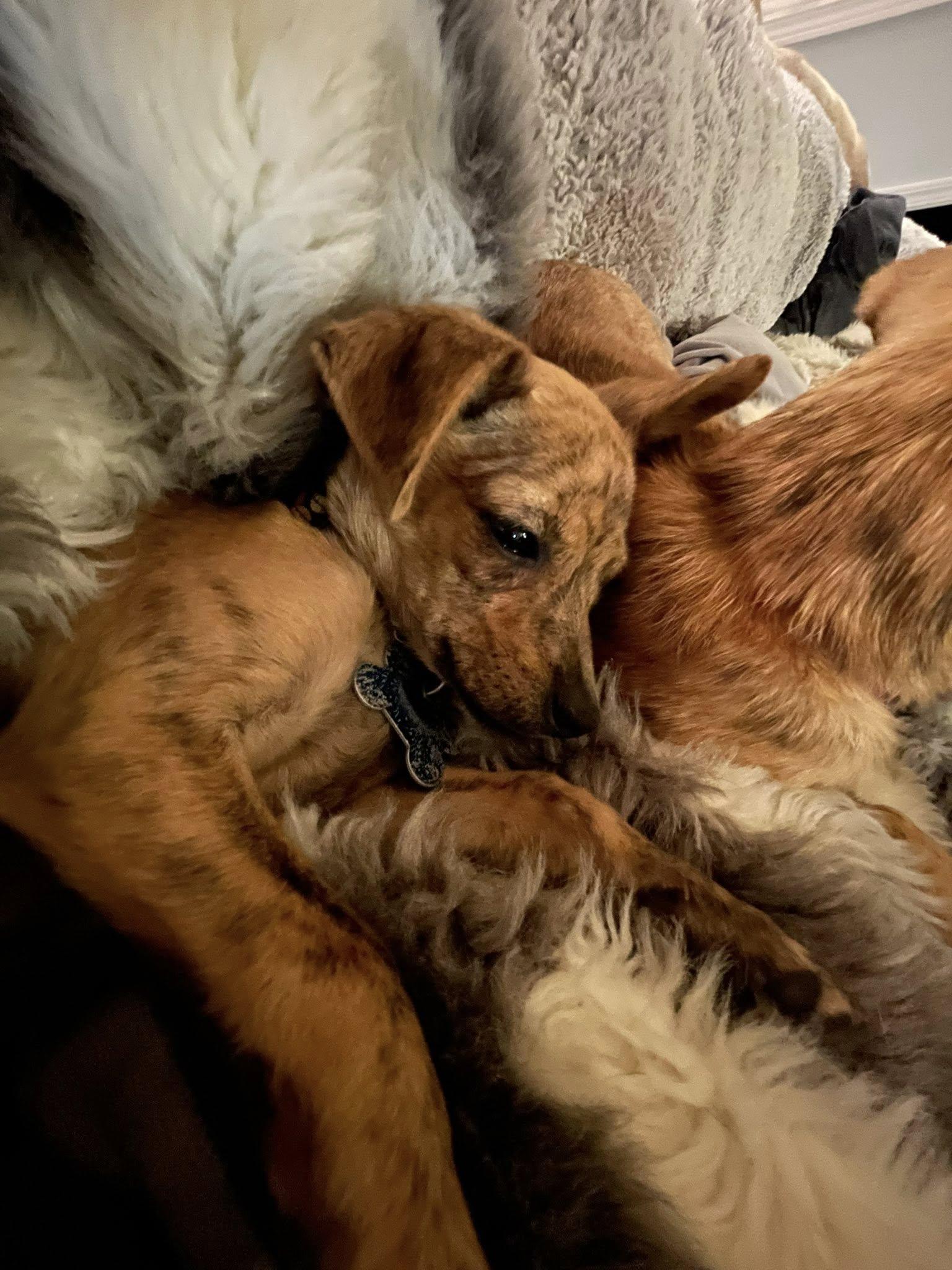 Enlarge roo, a Adopted Chihuahua in West Richland, WA image 4/6