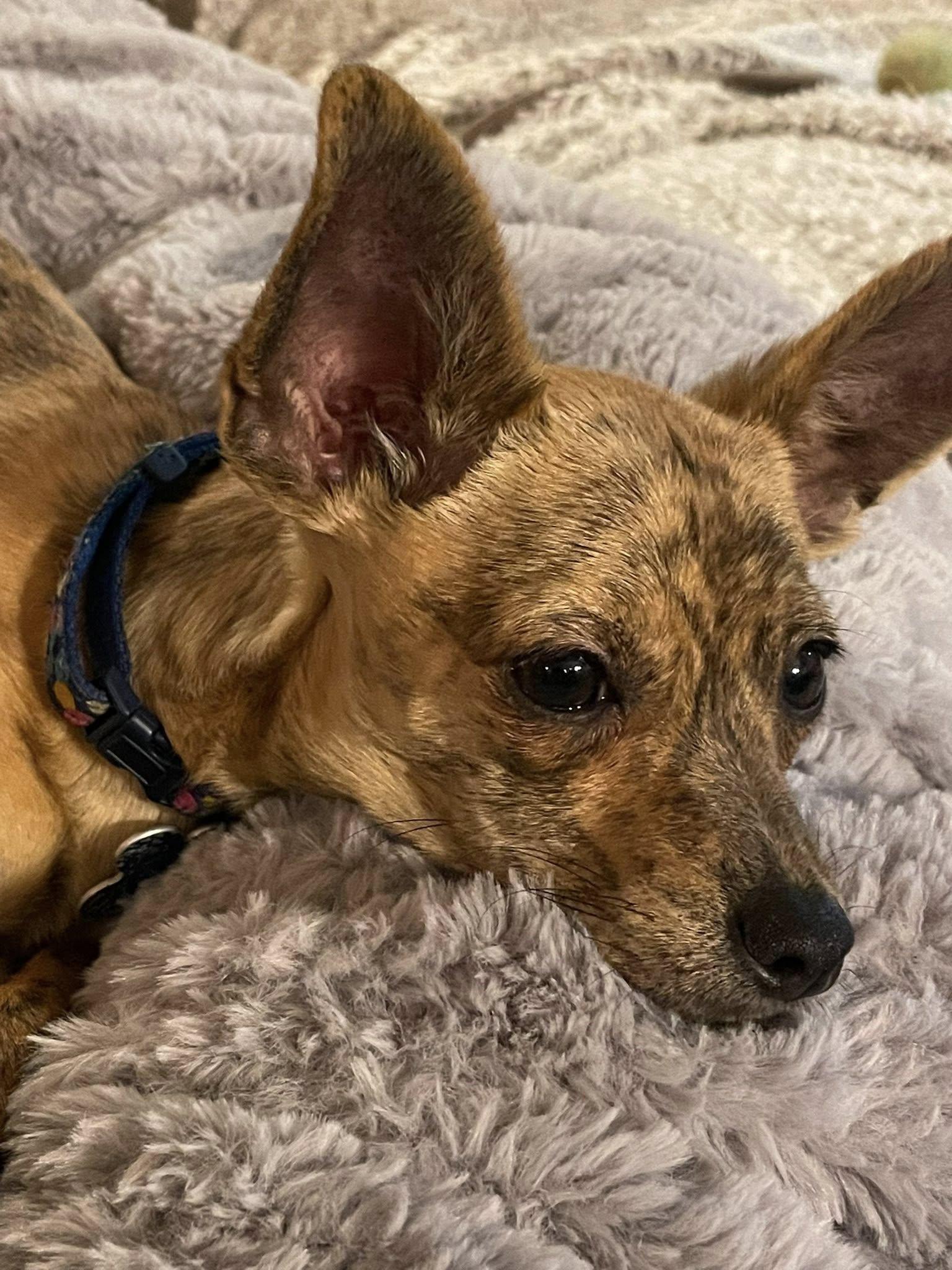 Enlarge roo, a Adopted Chihuahua in West Richland, WA image 5/6