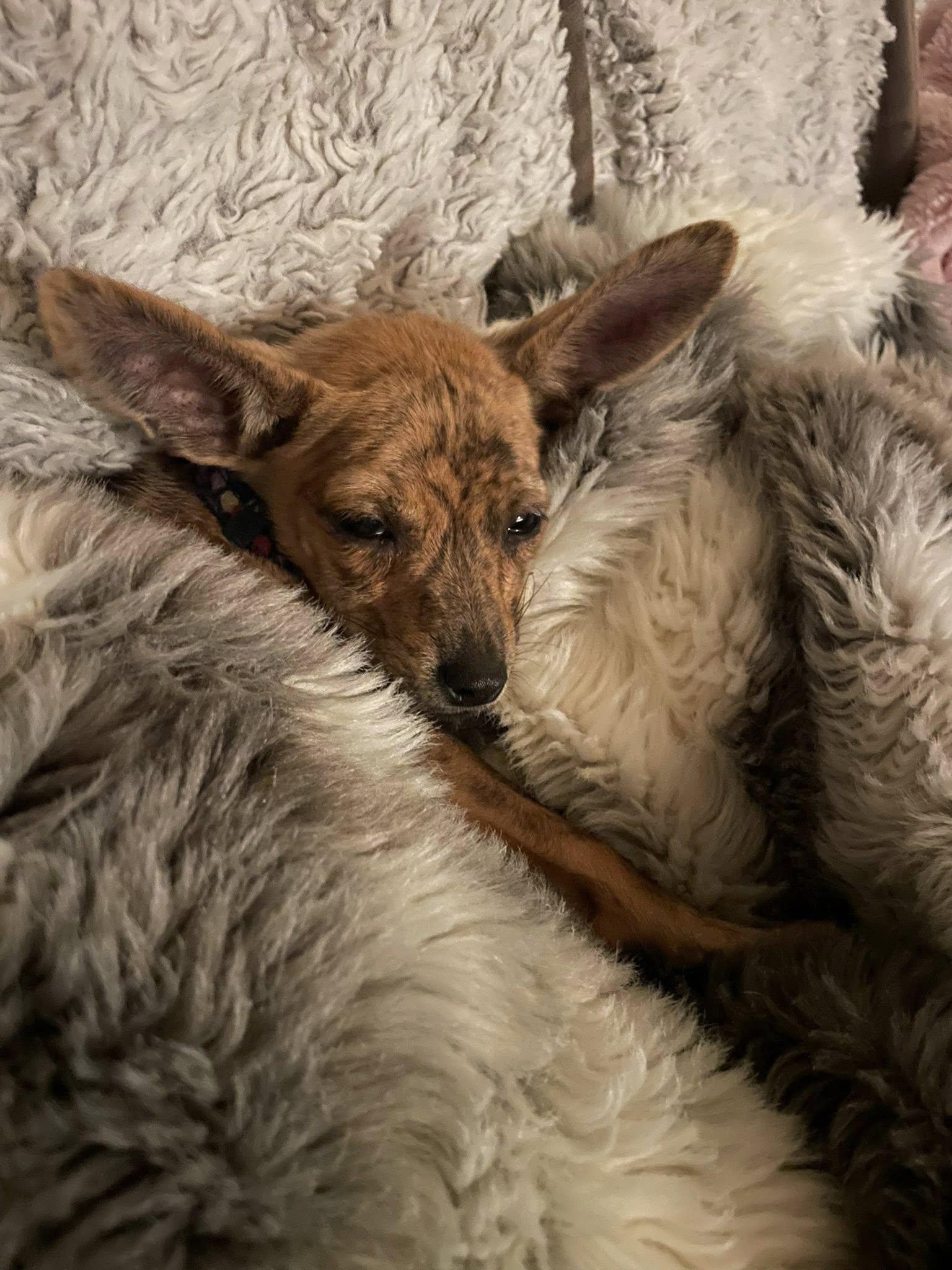 Enlarge roo, a Adopted Chihuahua in West Richland, WA image 6/6