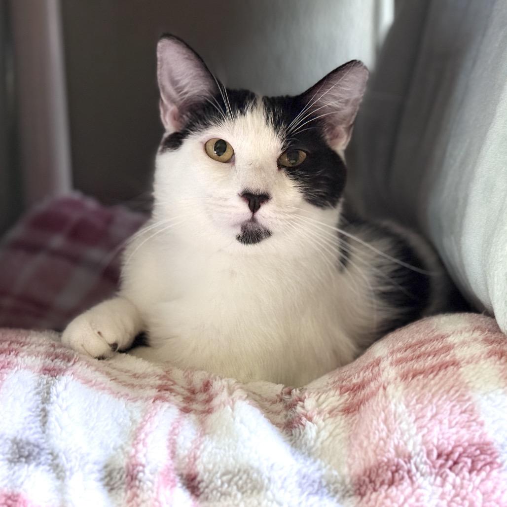 Enlarge OREO, a Adoptable mixed breed in Kyle, TX image 1/5