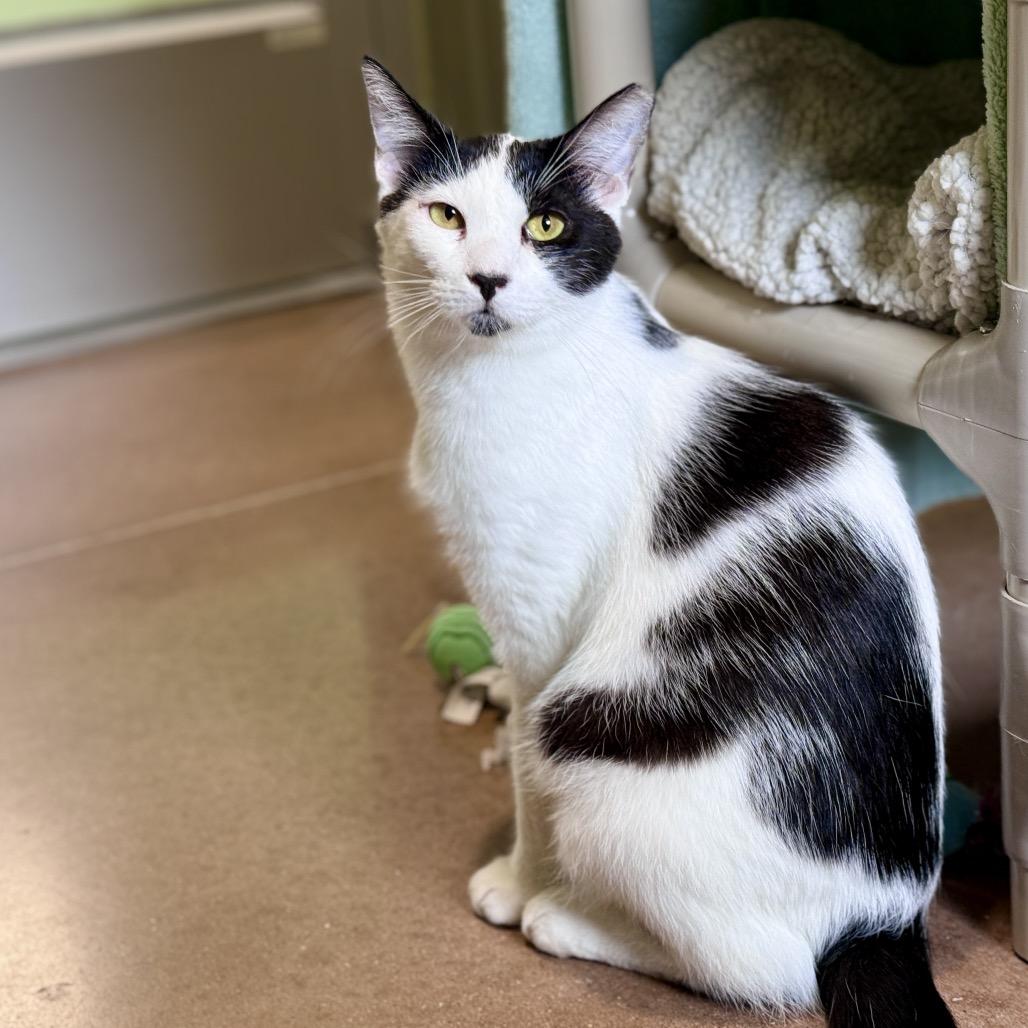 Enlarge OREO, a Adoptable mixed breed in Kyle, TX image 2/5