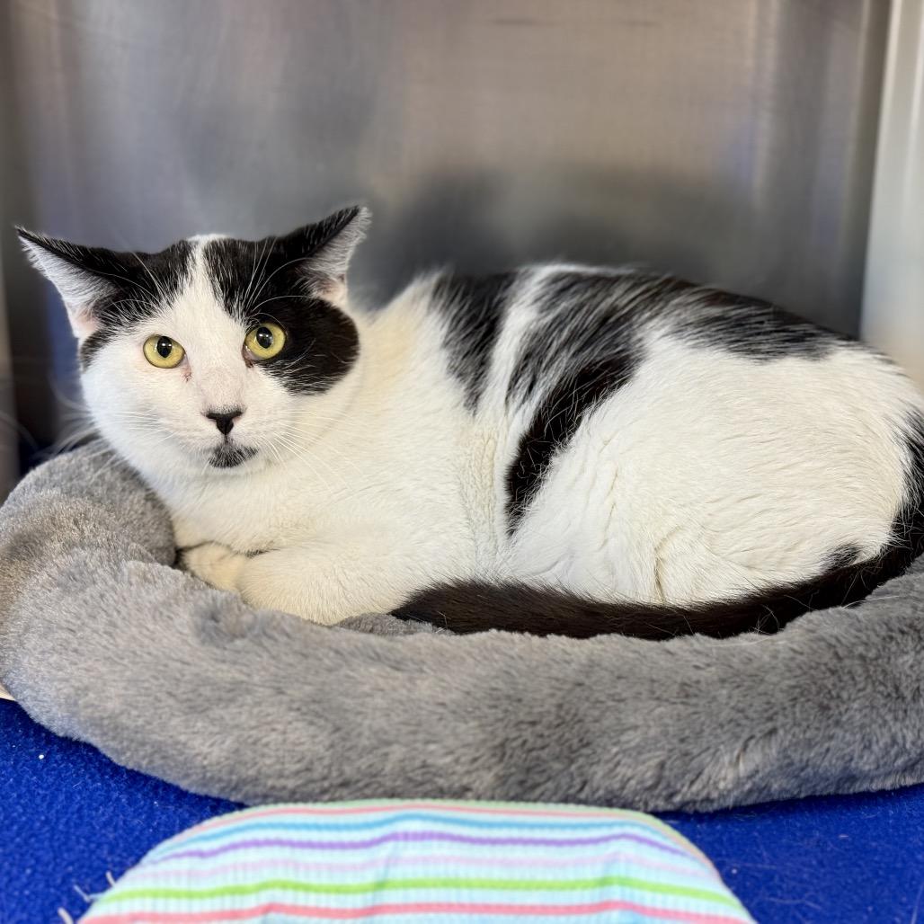 Enlarge OREO, a Adoptable mixed breed in Kyle, TX image 3/5