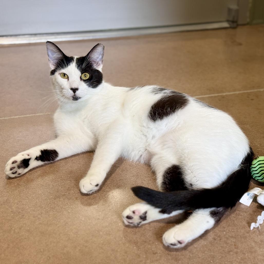 Enlarge OREO, a Adoptable mixed breed in Kyle, TX image 4/5