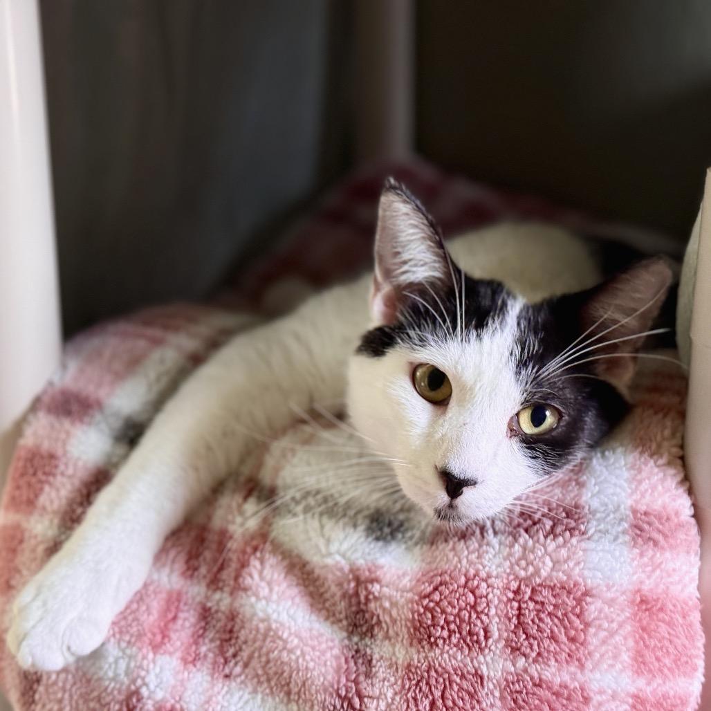 Enlarge OREO, a Adoptable mixed breed in Kyle, TX image 5/5