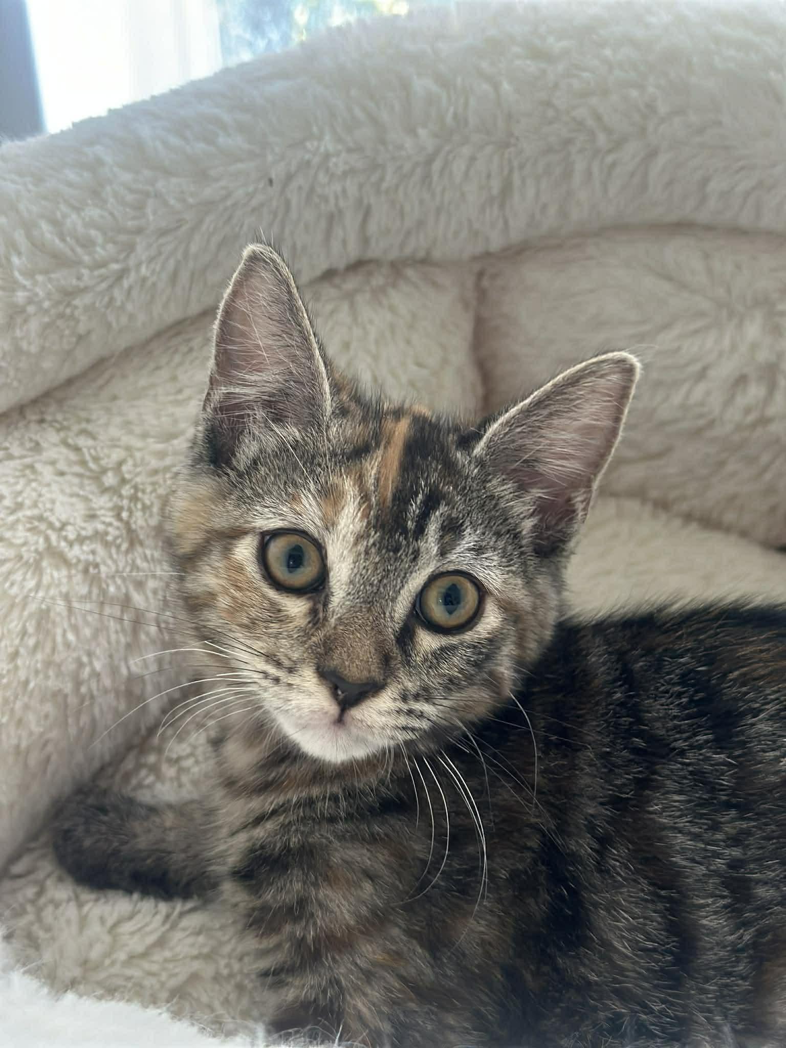 Enlarge Enchilada, a ADOPTABLE Domestic Short Hair in Myakka City, FL image 1/4