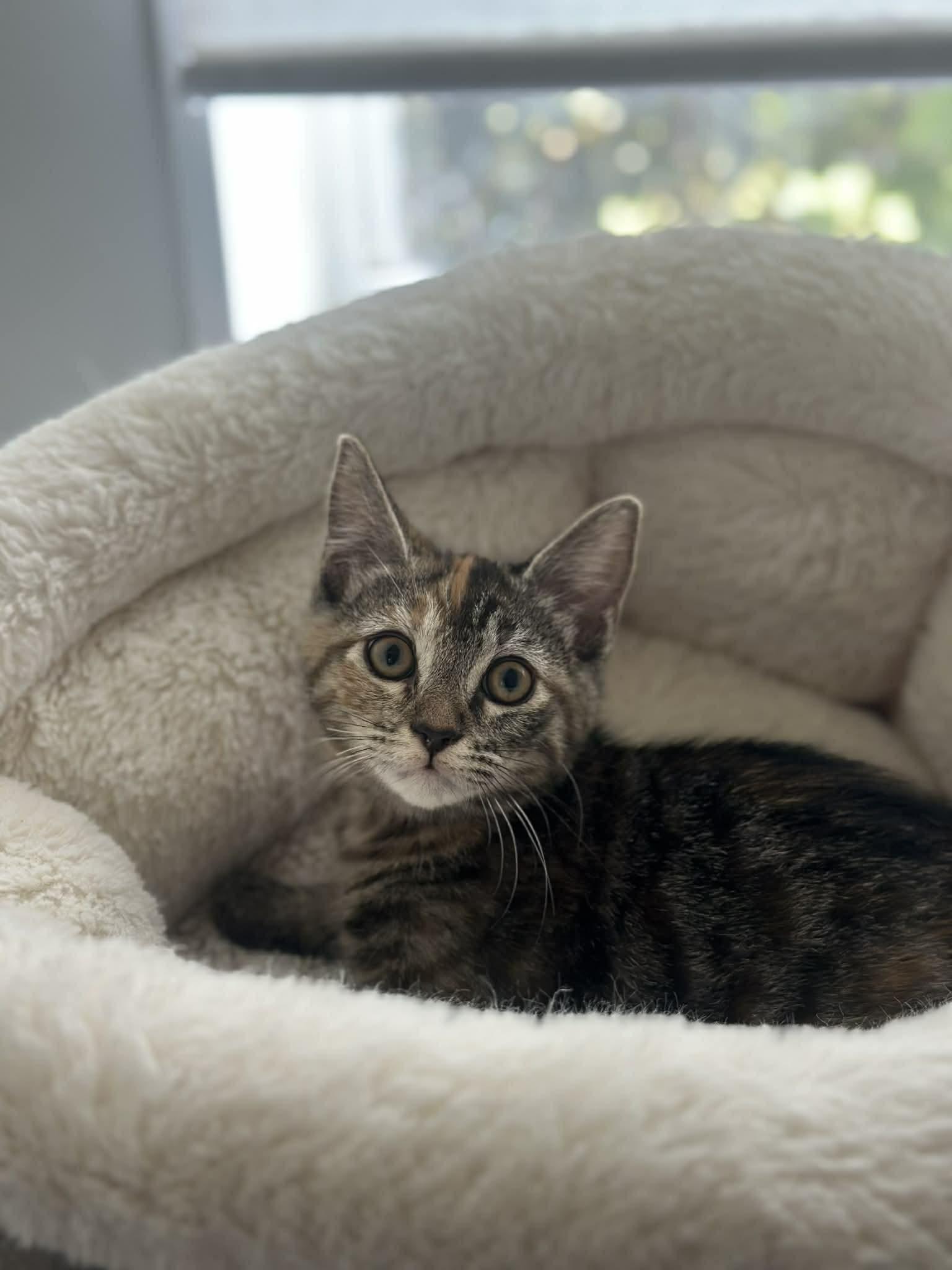 Enlarge Enchilada, a ADOPTABLE Domestic Short Hair in Myakka City, FL image 2/4