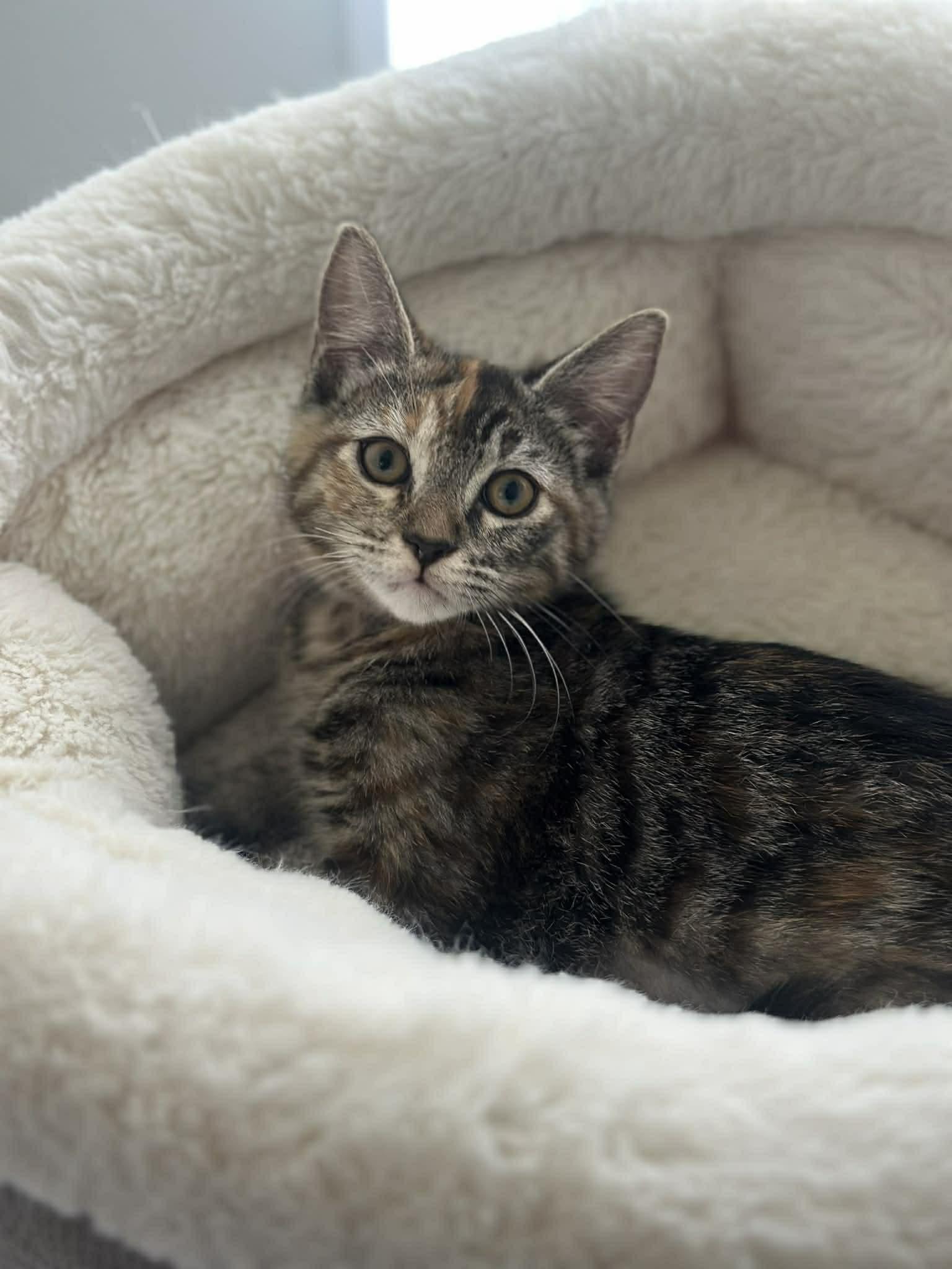 Enlarge Enchilada, a ADOPTABLE Domestic Short Hair in Myakka City, FL image 3/4